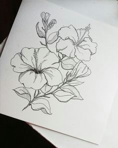 hibiscus art hibiscus drawing flower art