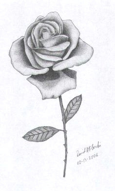rose sketch flower sketches drawing sketches rose drawings rose sketch realistic drawings