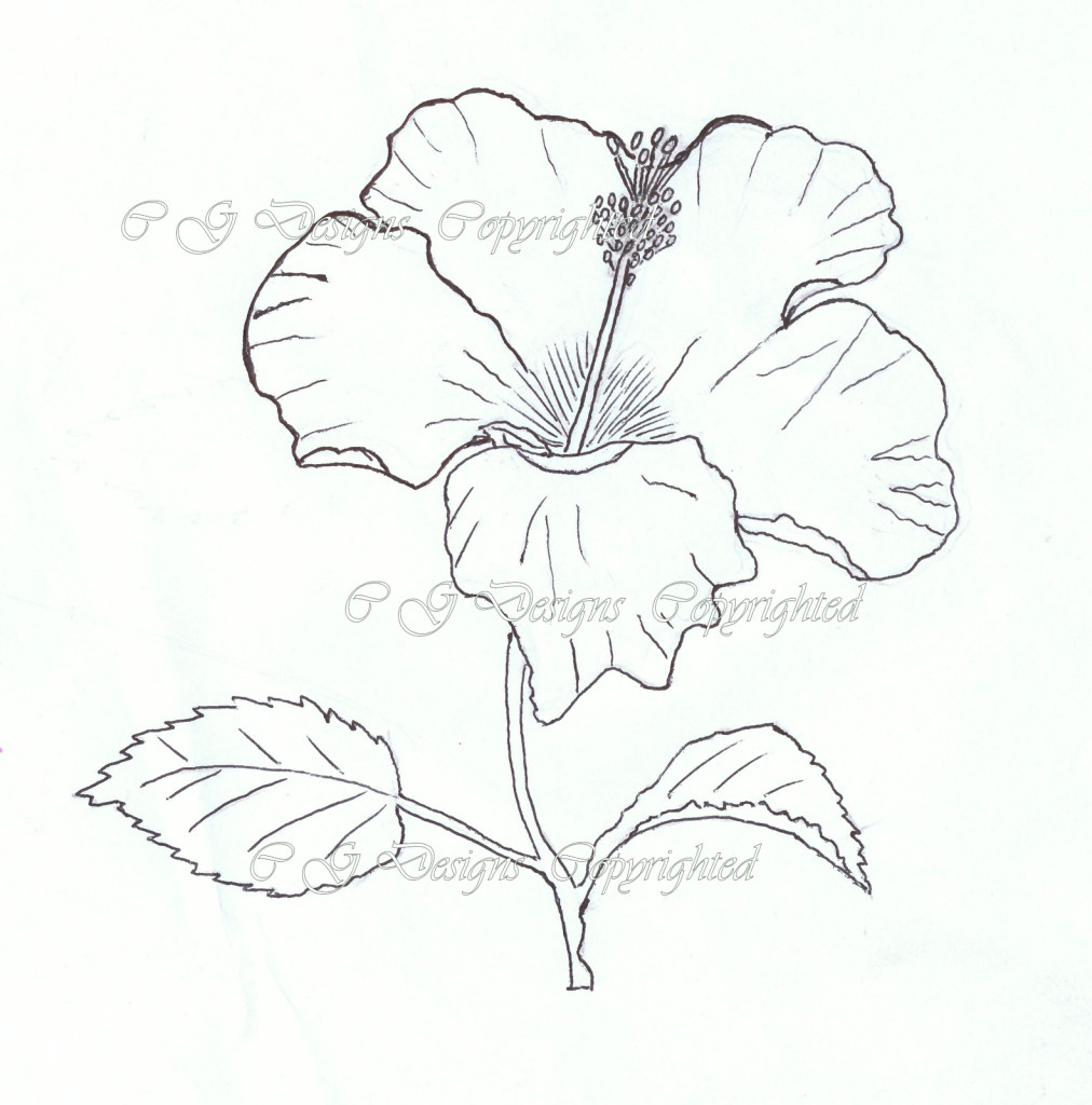 1012x1024 pencil drawings of hibiscus flowers drawing a flower