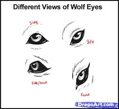 the two top eyes are sketches of a wolf eye from the side and 3