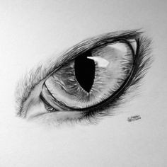 realistic cat eye drawing