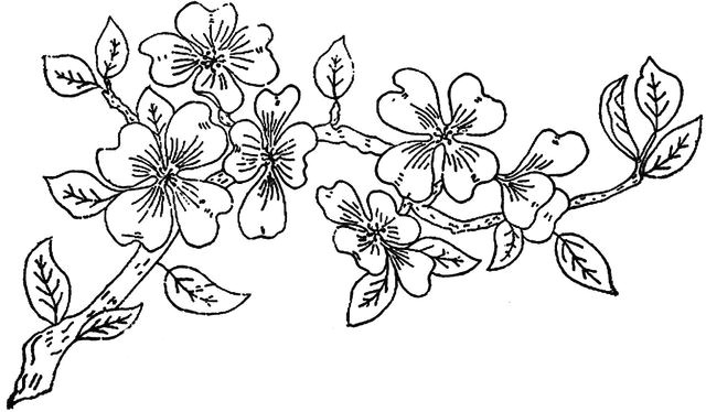 colour it sew it trace it etc 1886 ingalls apple blossom branch flickr photo sharing