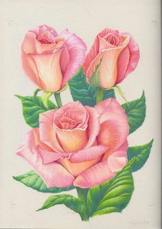 pink roses by 1976kunako deviantart com on deviantart