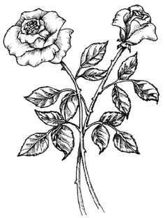 drawing roses always escapes me and i ve yet to find anyone who can draw