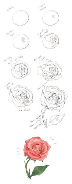 as you can see the drawing of a flower is a matter of studying the