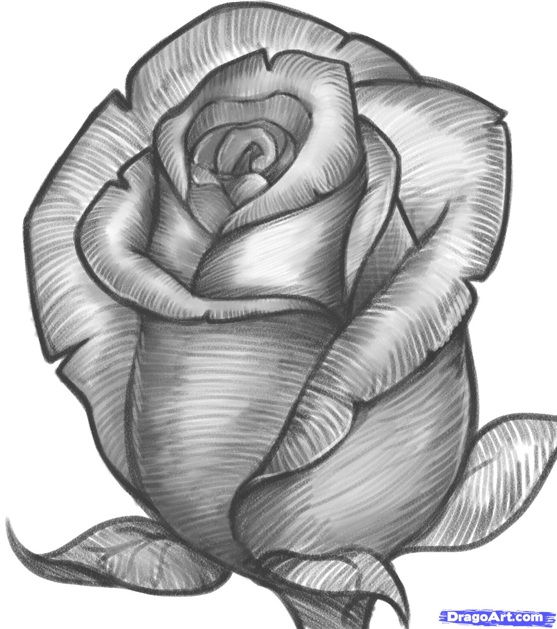 roses drawings