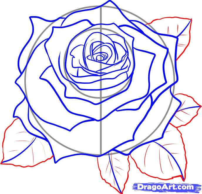 how to draw a rose7 jpg