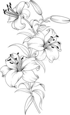 colouring adult coloring coloring books coloring pages flowers to draw stargazer lilies tiger lilies pencil drawings art drawings
