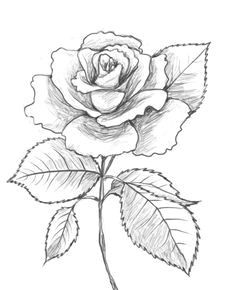 rose drawings drawing of a rose rose outline drawing rose drawing simple