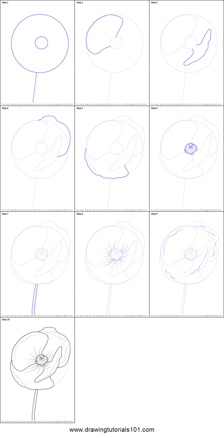 how to draw poppy flower printable drawing sheet by drawingtutorials101 com