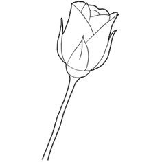 drawing roses seems very complicated at first glance but you can do it easily with