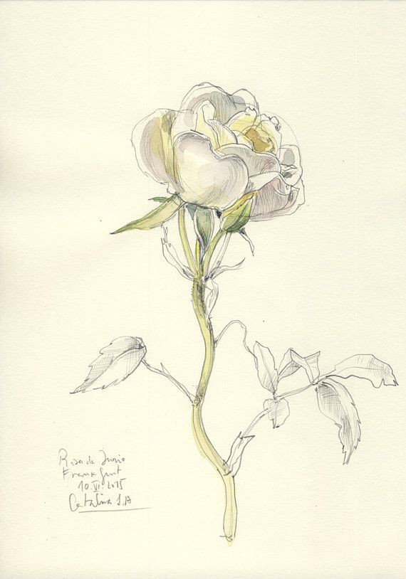 rose original drawing n 1 original watercolor and by catilustre dijn loves flowers pinterest watercolor originals and art flowers