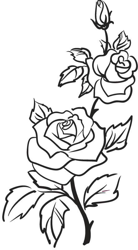 rose outline google search