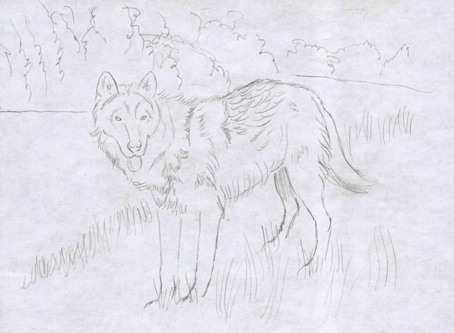 how to draw a wolf the detailed outline