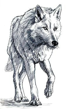 this is the sketch of the day day i will be working on a painting of wolves soon so i thought it would be a good idea to do a sketch of