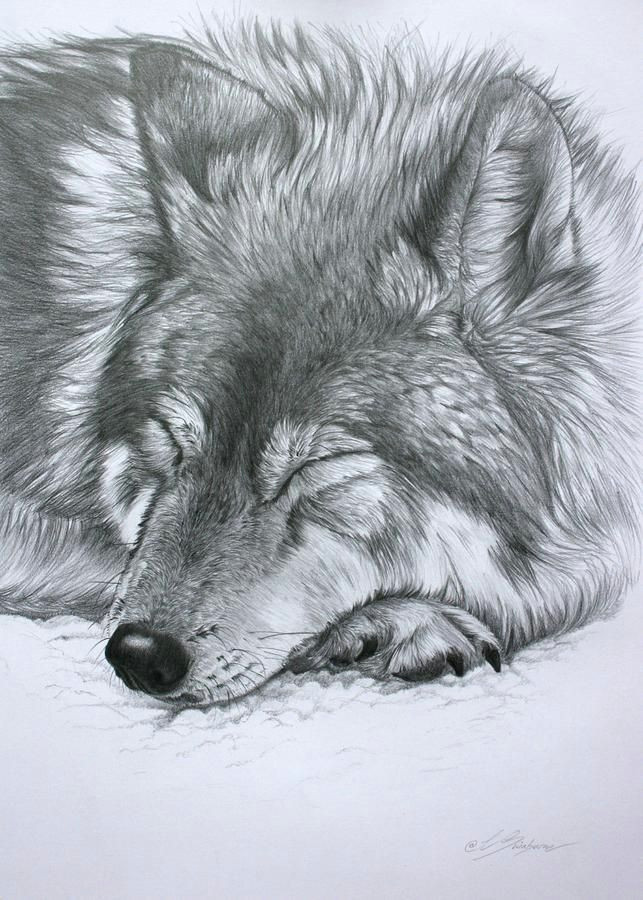 image result for wolves sleeping together learn to draw pinterest drawings pencil drawings and pencil drawings of animals