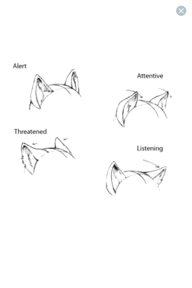 ear expressions furry anthro tutorials drawings art reference drawing tips