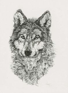 the wolf