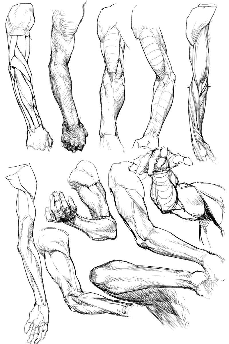 anatomy study how to draw anatomy hand anatomy human anatomy drawing arm