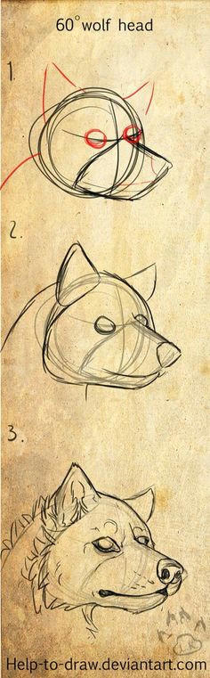 canine head 60a wolf malen wolf zeichnung bilder zeichnen ideen furs zeichnen