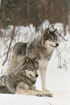 zwei wunderschone wolfe im schnee sua e tiere natur tiere schone hunde katzen