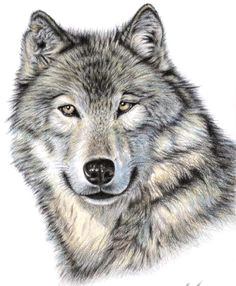 wolf drawing coloured pencils more