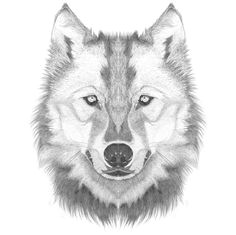 how to draw a wolf head step by step lesson click pic for video