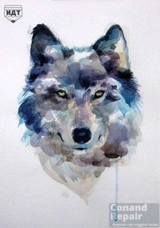 how to draw a wolf draw a wolf watercolor step 7 of 7 push and chose