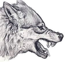 a drawing in graphite of a wolf snarling i used this reference link wolf snarl