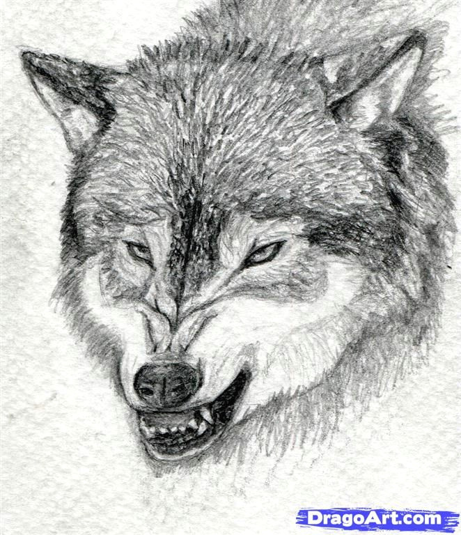 Draw Wolf Growling How to Draw A Growling Wolf Step 15 Art Drawings Wolf Drawing