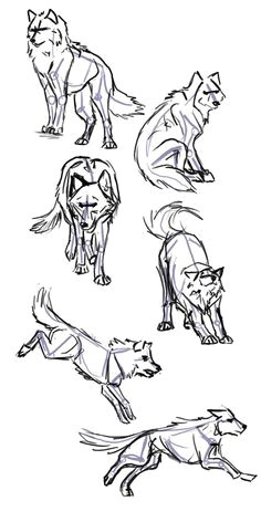 wolf poses how to draw a wolf animal drawing reference