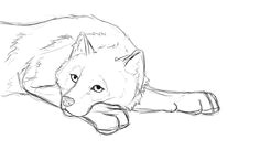 sketches for wolf laying down sketch www sketchesxo com wolf drawing easy