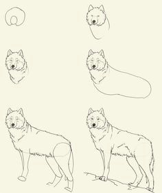 how to draw wolf