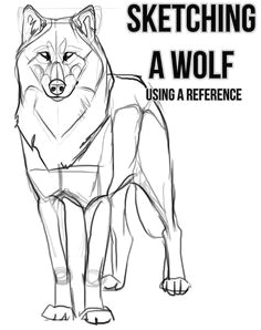 sketching a wolf by using a reference
