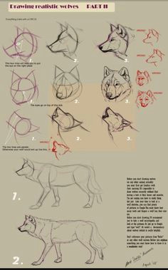 how to draw a wolfe lt how draw wolf profile howling three quarters view