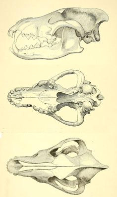 j c merriam 1911 canis dirus skull dire wolf dog skull skull art