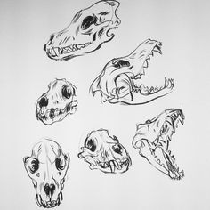 been home sick the past few days so drawing wolf skulls to keep me sane