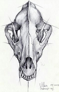 Draw Wolf Skull 24 Best Wolf Skull Images Animal Skulls Skull Bones Skulls