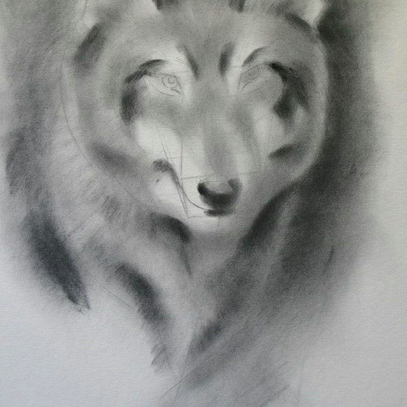 shading with powdered graphite wolf drawing