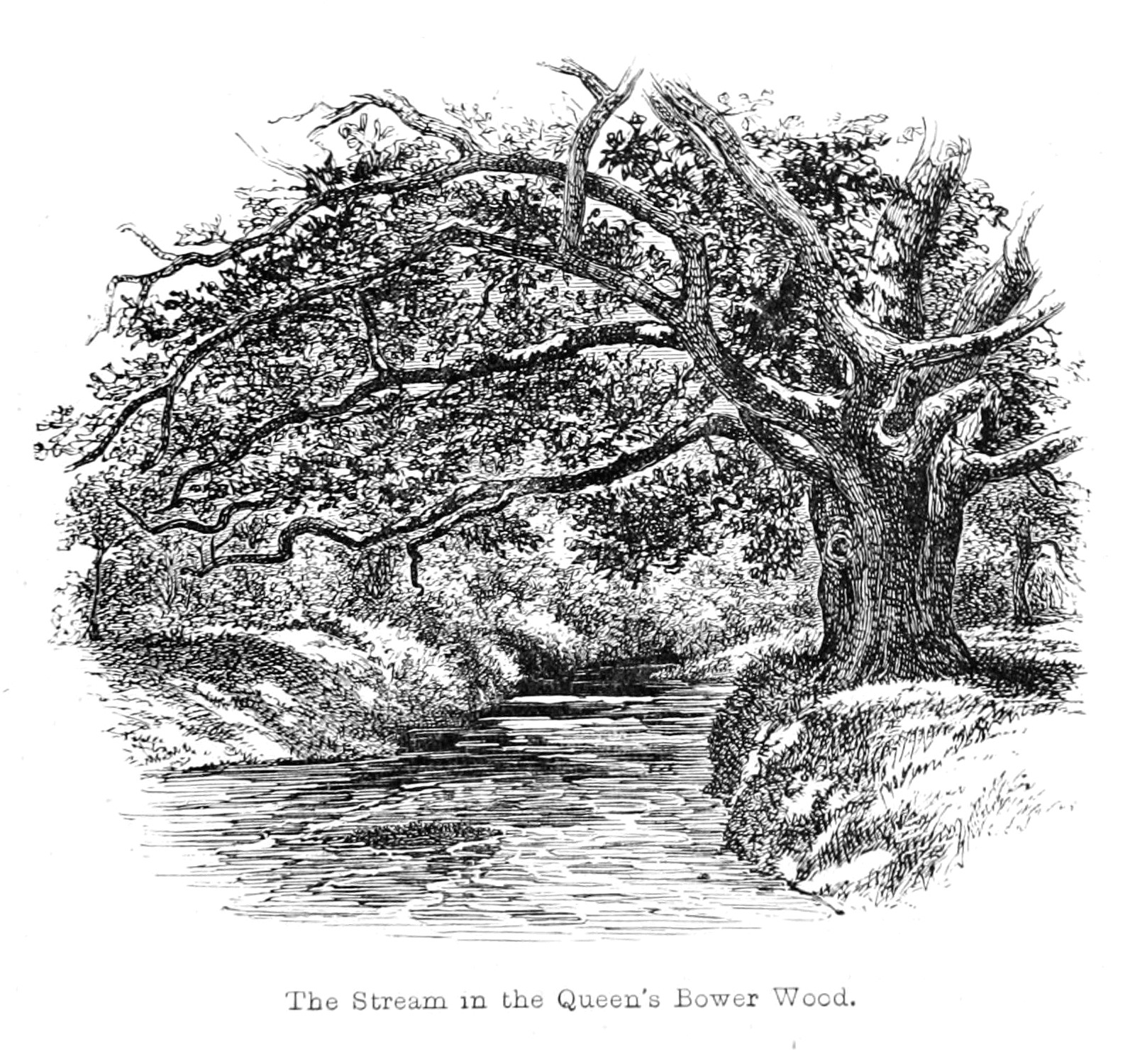 file the new forest its history and its scenery page 007 png