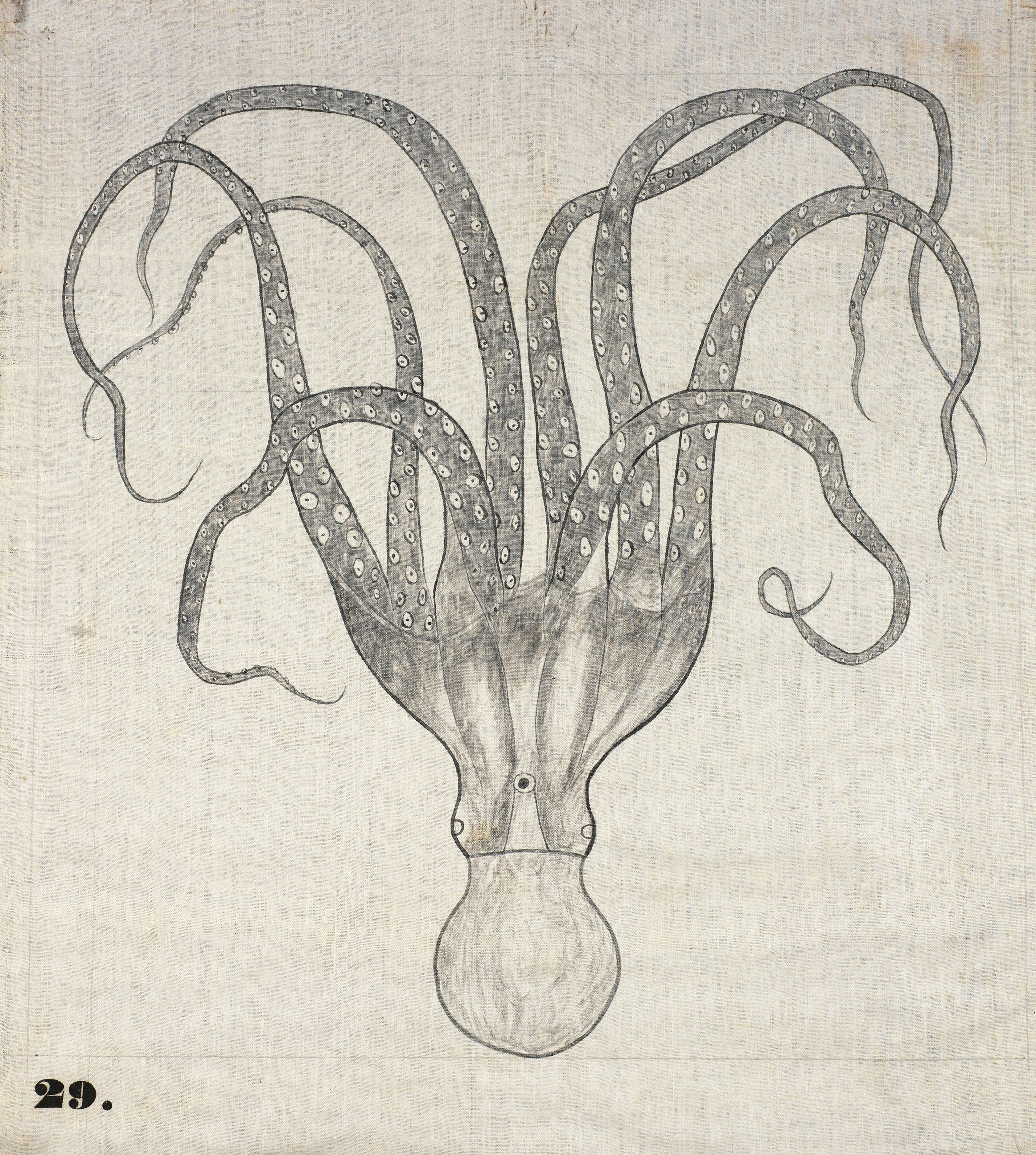 octopus one of 61 drawings done by orra white hitchcock for use in professor edward hitchcock s classes on geology and natural history at amherst college