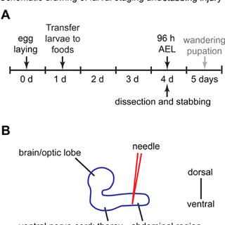 schematic drawing of larval staging and stabbing injury a at day 0