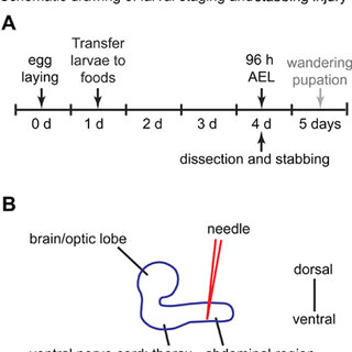 Drawing 1 Hour A Day Schematic Drawing Of Larval Staging and Stabbing Injury A at Day