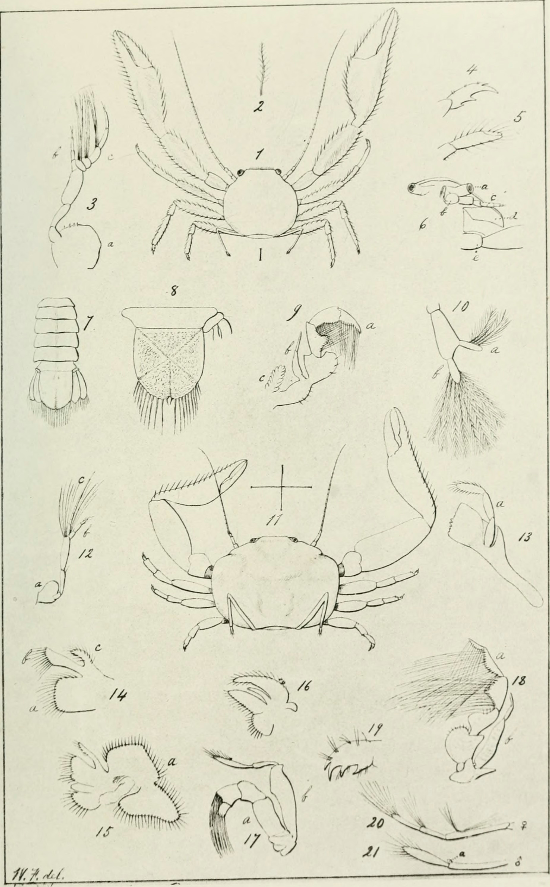 file bulletin of the museum of comparative zoology at harvard college 1863