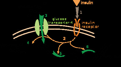 effect of insulin on glucose uptake and metabolism insulin binds to its receptor 1 which starts many protein activation cascades 2