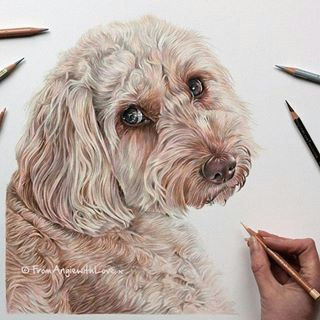 khalee the 2 year old cockapoo is complete she was an absolute joy to draw her owner says she hasn t a bad bone in her body she loves people