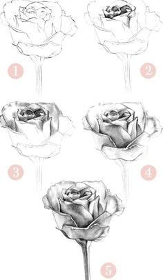 how to draw a rose how to draw a rose pictures 1 rose drawings
