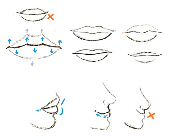 Drawing 3 Quarter View Human Anatomy Fundamentals Basics Of the Face