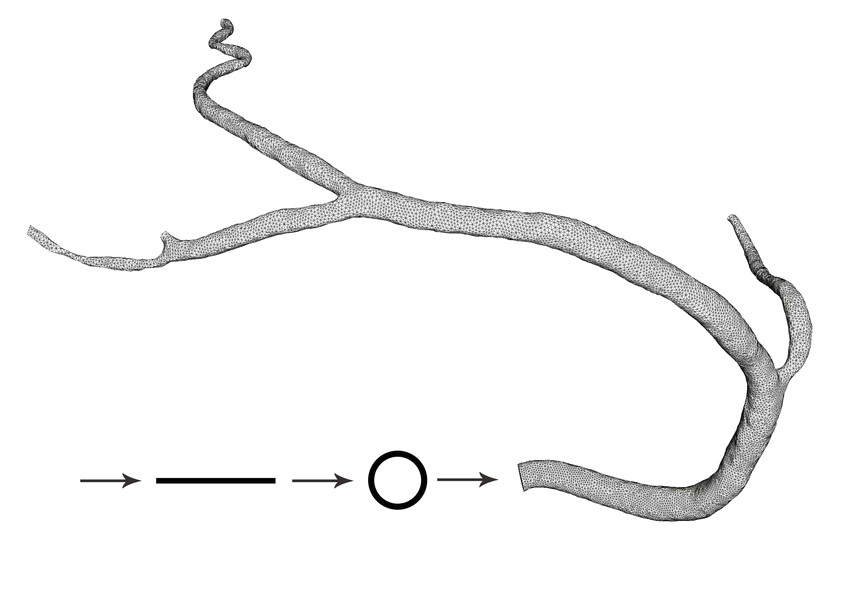 multiscale 1d 0d 3d model of the right coronary artery