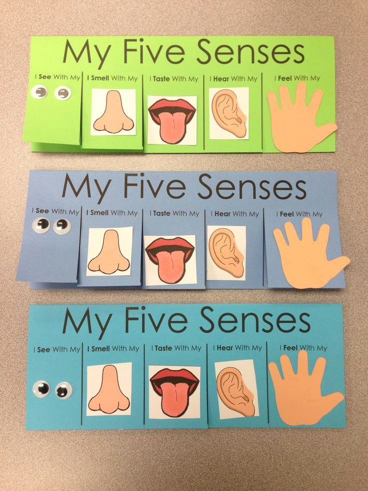 discover ideas about five senses preschool